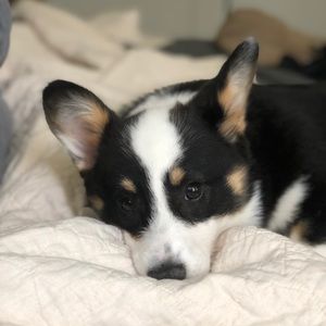 Meet your Posher, Levi